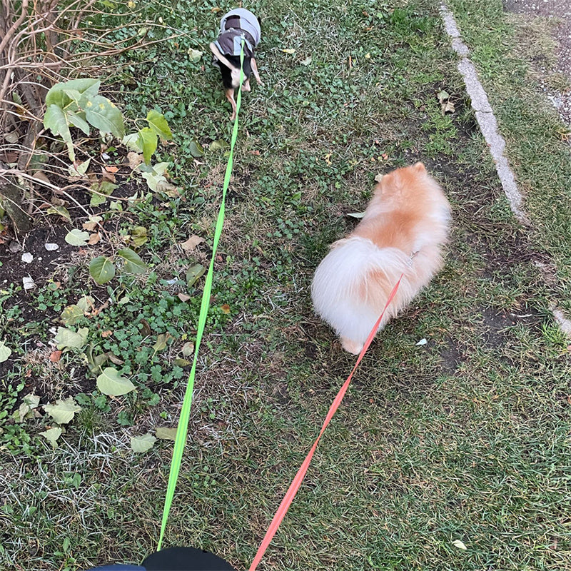Dual Pet Leash with Flashlight